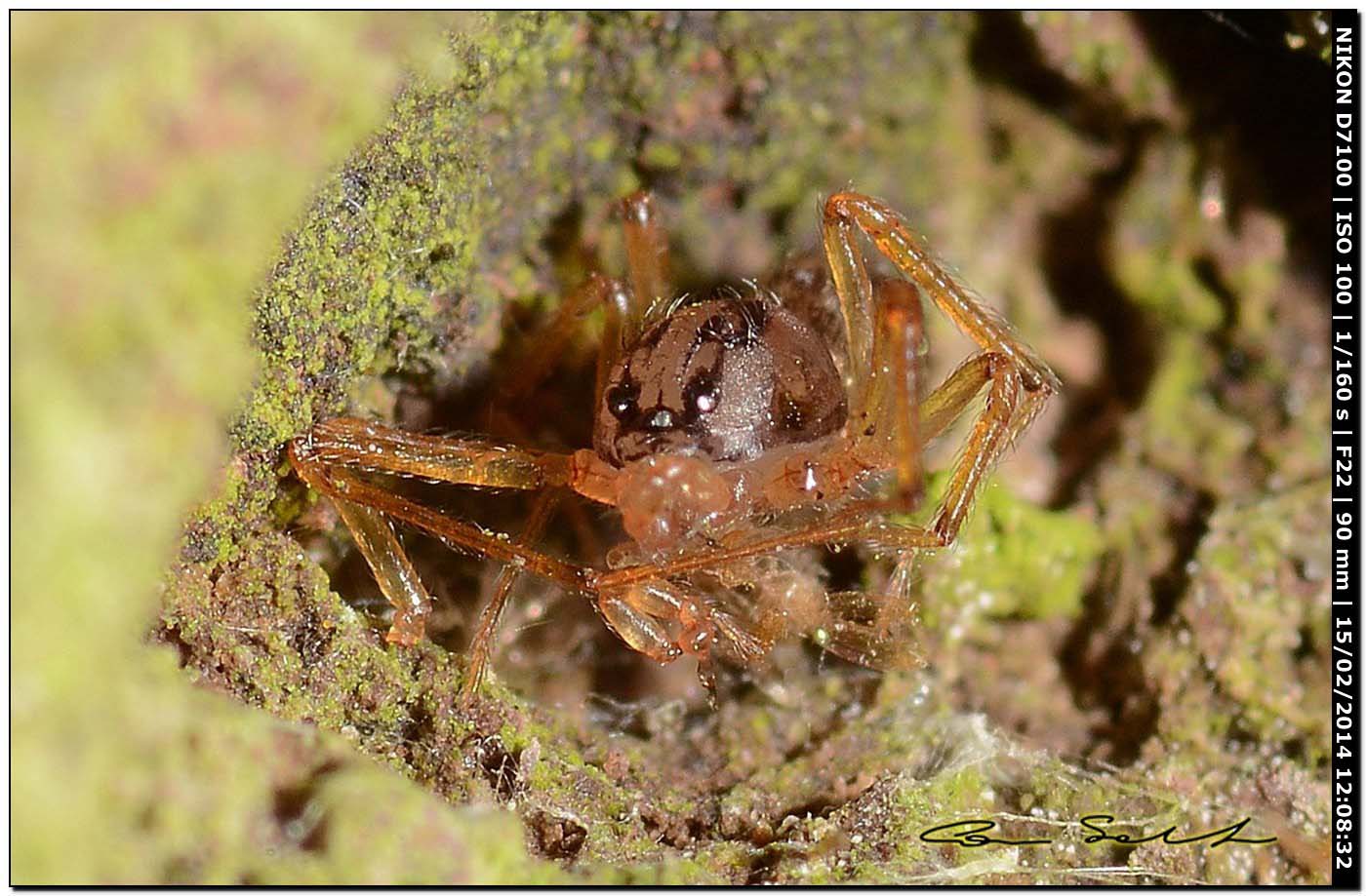 Scytodes velutina - Alghero (SS)